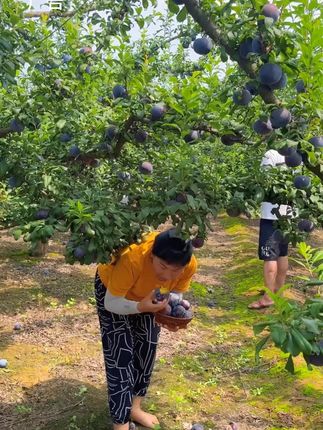 黑布林大李子#快来一起尝个鲜 #都是产地直销发