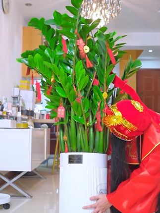 金钱树叶子发黄干瘪不发新芽怎么补救 #金钱树 黄叶烂根怎么办#金钱树养护 #金钱树盆栽 #金钱树叶子发黄怎么处理怎么补救