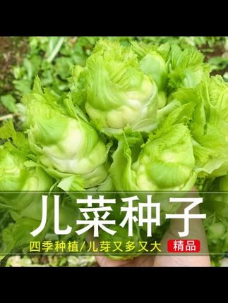 儿菜种子早熟抱子芥娃娃菜胖秋季阳台四季蔬菜种籽 儿菜种子早熟抱子芥娃娃菜胖秋季阳台四季蔬菜种籽