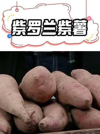 紫罗兰紫薯#粗粮 #紫罗兰紫薯 #紫薯的神仙吃法 #新鲜现挖 #软糯香甜