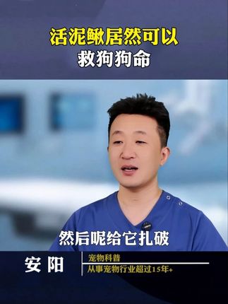 活泥鳅其实可以救狗命,你知道吗 #狗狗 #新手养狗 #养狗经验分享 #科学养宠攻略 #狗是人类最忠诚的朋友