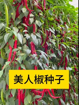 美人椒产量非常高,一摘一麻袋,人送外号摘不败 #农业种植 #辣椒种子