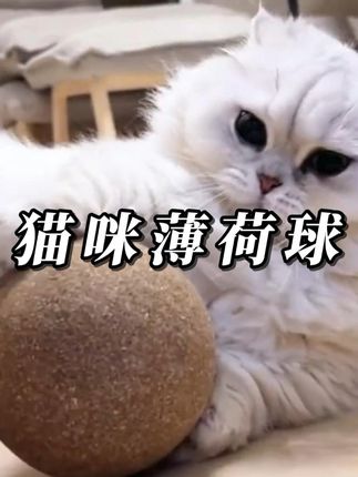 猫薄荷球买大了 忘记看尺寸了#狸花猫  #猫薄荷球玩具  #猫薄荷球  #猫薄荷球也太上头了吧  #猫咪自嗨球