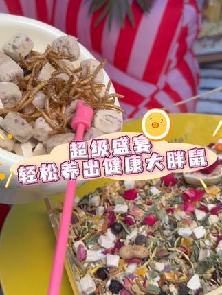 养鼠鼠,零食多的粮也要少喂哦 #养鼠日常分享 #仓鼠粮 #它适鼠粮 #仓鼠 #金丝熊