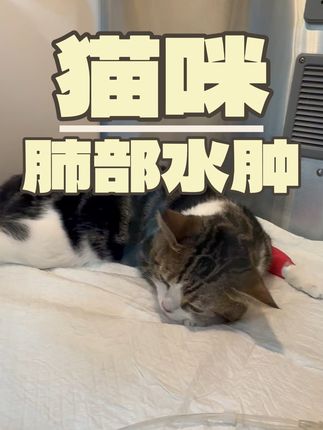 张政team宠物集诊