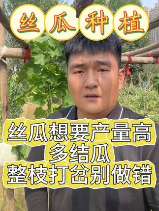 丝瓜想要产量高,结瓜多,掐头打岔别做错#丝瓜 #丝瓜种植 #丝瓜种植技术 #丝瓜种植管理 #丝瓜高产种植