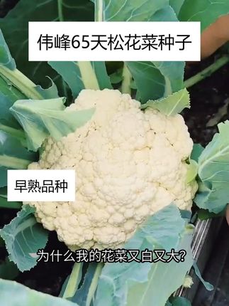伟峰 65 天松花菜,农民都爱种!抗病强、花球白,早收卖价好 #早熟松花菜种子 #松花菜种子 #早熟花菜种子 #花菜种子 #松花菜种植