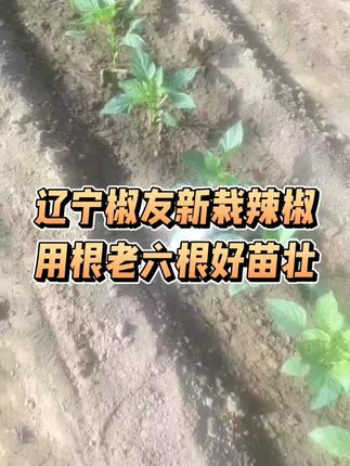 辽宁椒友的新移栽辣椒使用根老六第16天根好苗壮#辣椒种植管理技术#移栽#生根剂根老六#三农种植