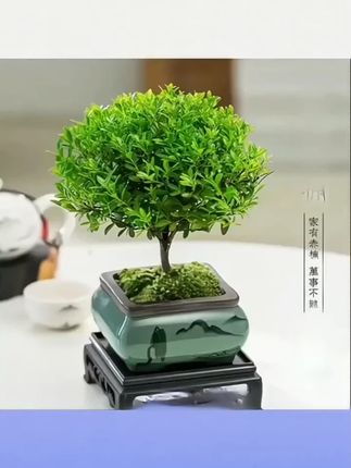 #小叶赤楠 #室内盆栽 #花卉绿植 #盆景造景 #四季盆栽