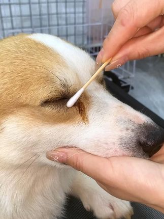 你看,这就是不重视狗狗泪痕的后果,眼屎多泪痕重还有救吗?#狗狗 #宠物滴眼液 #狗狗滴眼液 #宠物去泪痕