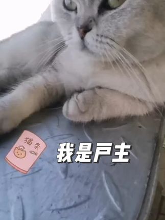 我告诉你要分清大小王 #萌宠成精了 #肥猫 #猫咪嫌弃的眼神