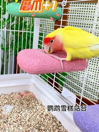 #鹦鹉磨爪磨嘴神器 #雪糕站台 #养鹦鹉