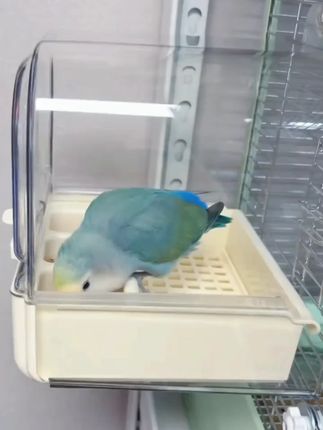 它适白月光鹦鹉浴室洗澡盆神器鸟专用喂食器虎皮牡丹玄凤防溅食盒 #萌宠好物 #洗澡盆 #喂食器 #鹦鹉用品 #鹦鹉喂食器