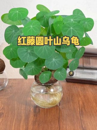#山乌龟 给点水就能生根长叶,长出来的叶子像一串串的铜钱,天气越热长叶越欢。#水培植物 #花卉绿植 #室内盆栽