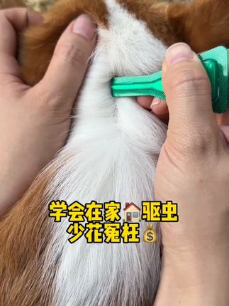 狗狗驱虫千万不能大意 天气热蚊虫多别被咬#宠物体外驱虫#狗狗#科学养宠攻略