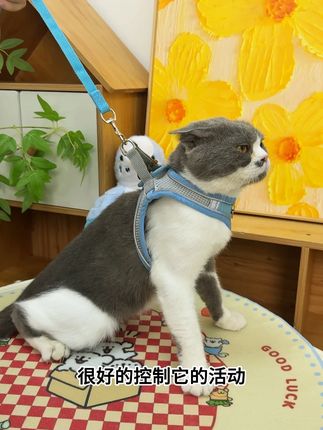 喜欢吃完饭遛猫的养宠人不要错过#遛猫 #养宠阶段教程 #养猫经验攻略