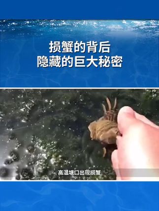 损蟹的背后隐藏的巨大秘密