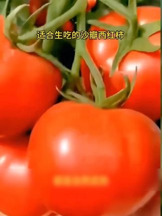 老口味西红柿自然成熟的你喜欢吗#西红柿种植 #农家西红柿 #小时候的味道 你们还记得吗