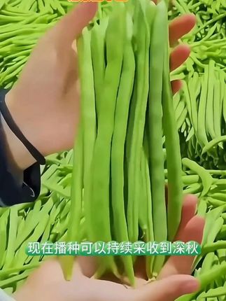 这个无架四季豆 ,脆嫩香甜,无筋无丝,不占地、种植简单,产量高,家里有阳台花盆都可以种 ##花盆小院都能种 #四季豆种子 #豆角种植 #优质农产品