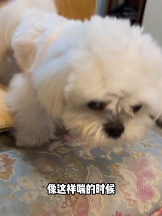 人这里会负担大,其实狗狗也会,你知道吗? #养狗小知识 #狗狗 #科学养宠攻略 #小型犬 #辅酶Q10