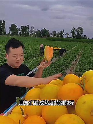 正宗甘肃民勤蜜瓜现金红宝蜜瓜清甜多汁当季甜瓜产地直发#小吃 #解馋 #绿色食品