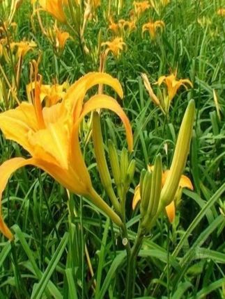 【黄花菜种子】四季种植盆栽地栽阳台小院种植 #蔬菜种子#黄花菜#农业种植#优质农产品#种子