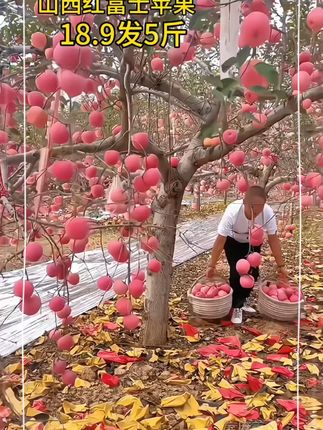 红富士苹果成熟了,这个价到手5斤,产地现摘先发#红富士苹果 #山西红富士苹果
