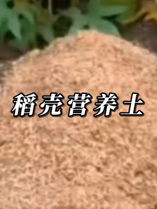 改良士壤种菜养花如何让土壤变得疏松透气,用发酵稻壳来帮忙,腐烂了还是很好 的肥#稻壳营养土 #发酵稻壳 #土壤改良 #正壤板结的改良方法 #自制养士收起