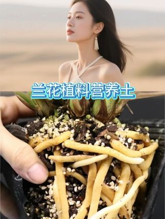 兰花植料杉树木屑松树皮珍珠岩三合一疏松沥水花卉绿植通用营养土#营养土 #兰花营养土 #营养土推荐 #绿植营养土 #营养土种菜