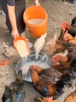 喂鸡食槽鸡鸭鹅仔猪教料槽小猪采食槽料槽猪保育料槽猪槽喂食食盆#喂鸡食槽 #养鸡 #养殖 #养鸡人 #小猪采食槽