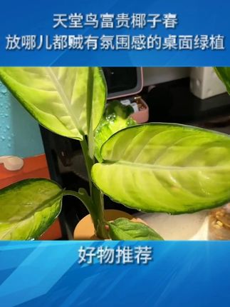 越看越喜欢,放哪儿都贼有氛围感的桌面绿植、忍不住再给你们分享一遍!!!关键也太划算了吧#爱生活爱养花 #花卉绿植 #室内绿植 #桌面盆栽 #水培绿植