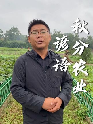 9月23日即将迎来秋分节气,秋分是二十四节气中的第16个节气 也是秋季的第4个节气。有关秋分的农业谚语,预测今年的年景,大家看看准不准?#三农 #农业谚语 #农谚 #秋分 #二十四节气 @百村农友记