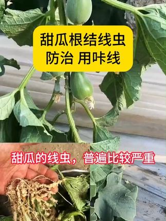 甜瓜根结线虫,如何防治 #甜瓜 #咔线 #根结线虫 #叶面喷施