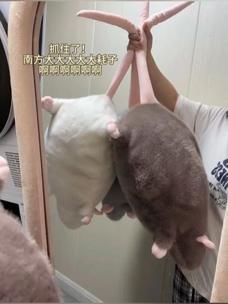 完了,给孩子洗感冒了#鼠鼠 #花枝鼠 #玩偶 #大人也要玩玩具