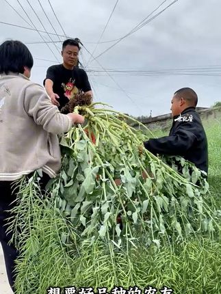 抗病抗倒耐寒旱,种地不用天天愁!#油菜 #种子 #高产