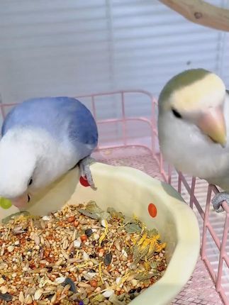 咔昂星鹦鹉鸟粮基本叽粮鹦鹉宠物粮饲料混合专用粮五色鸟食黍谷子 #鸟粮 #咔昂星 #咔昂星鸟粮 #基本叽粮 #新手养鸟