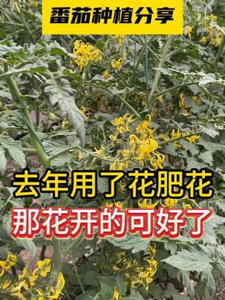 去年用了花肥花,那花开的可好了 #服务三农支持三农 #种植小技巧 #西红柿种植 #促花芽分化 #番茄种植