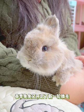 兔兔不会说话一定要多注意观察 #化毛膏 #兔兔窝小课堂 #兔兔窝总店 #兔子 #养宠进阶指南