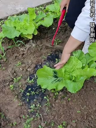 【菜园赶海】冷水淬火草锄花锄省力锰钢打造好用种菜种花挖草挖土农