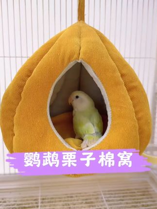去年的棉窝一拿出来,小鸟闻着味就往里钻了,真的好喜欢#鹦鹉 #鹦鹉棉窝 #鹦鹉保暖窝 #鹦鹉窝