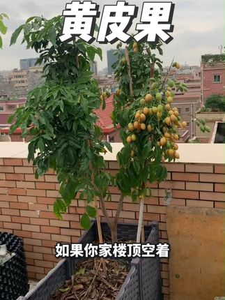 夏天不能少的水果,香蜜黑黄皮果苗,口感好产量高,管理简单 #黄皮果#果树种植#果树苗#黑黄皮苗