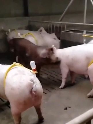 #猪用输精夹  自动支架配种架猪夹子猪背夹人工授精养殖母猪配种神器    #电锤电镐气缸专用油脂不仅#  电锤  #五金工具