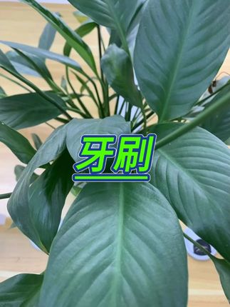 牙刷  #软毛牙刷  #家庭装牙刷   #护龈牙刷  #学生牙刷   #牙刷