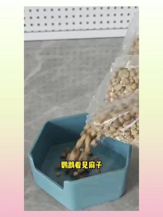 薄皮训练纸壳麻子玄凤牡丹小太阳和尚增肥奖励零食鹦鹉鸟鹦鹉食粮#鹦鹉零食 #麻子零食 #宠物增肥 #鸟类食粮 #鹦鹉好物