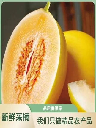 民勤蜜瓜金红宝黄河蜜甜瓜7/9/12斤香甜多汁当季新鲜水果产地直发#美食 #追剧小零食 #食品
