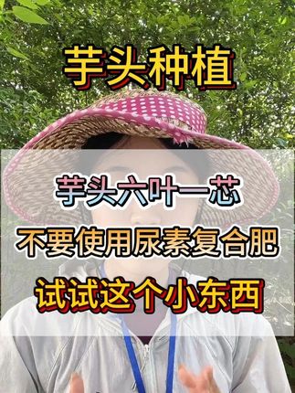 芋头六叶一芯,不要使用尿素复合肥,试试这个小东西 #芋头 #芋头种植 #芋头管理 #芋头施肥 #种芋头