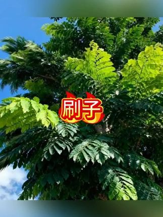 妙居乐【买一送一】刷鞋神器鞋刷子软毛不伤鞋家用专用洗衣刷子去污#刷鞋 #刷鞋子 #刷鞋神器 #刷子 #清洁刷