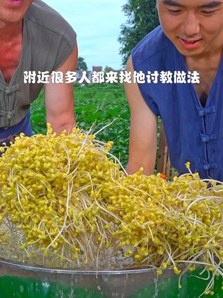 种豆芽选对方法事半功倍#豆芽 #蔬菜种植 #芽苗菜种植