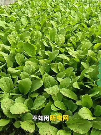 大棚防虫网农用养殖场菜地果园网厂家直销防鸟病虫果蝇白粉虱纱网#在家种菜 #我的小菜园 #蔬菜防虫网 #菜园防虫 #农业种植