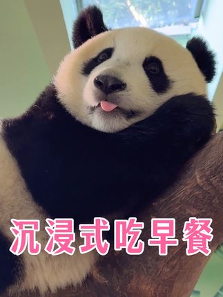 沉浸式吸熊啦 沉浸式第一视角看小妹猪起床吃早餐,太可爱啦!#大熊猫妹猪 #妹猪成长日记 #沉浸式 #国宝 #萌宠出道计划